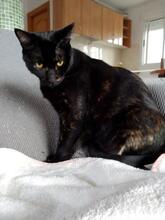 CELIA, Katze, Europäisch Kurzhaar in München