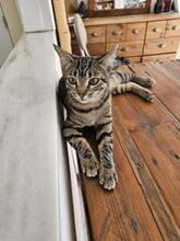 FREYA, Katze, Europäisch Kurzhaar in München