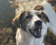 LILOU, Hund, Mischlingshund in Aerzen