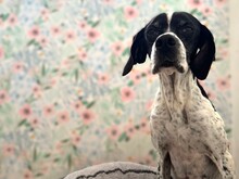 EVITA, Hund, Pointer-Mix in Aerzen