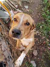 CARAMELLO, Hund, Mischlingshund in Herxheim