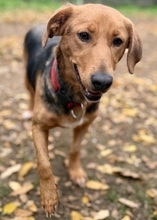 MOKKA, Hund, Mischlingshund in Hamburg