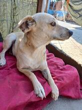 ENNA, Hund, Mischlingshund in Woltersdorf