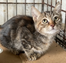 WILMA, Katze, Europäisch Kurzhaar in Pulheim