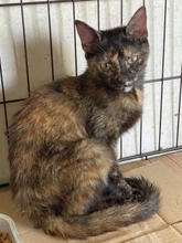 OLIVIA, Katze, Europäisch Kurzhaar in Pulheim