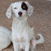 MOLY, Hund, Kokoni in Hohenwestedt