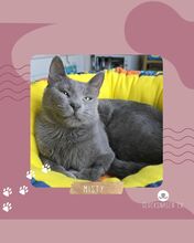 MISTY, Katze, Europäisch Kurzhaar in Bulgarien