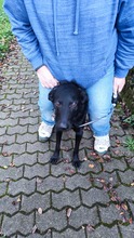 BAGHEERA, Hund, Mischlingshund in Overath