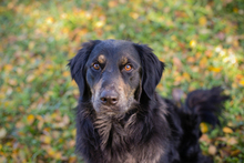 WHISKY, Hund, Mischlingshund in Kroatien