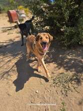 ALF, Hund, Mischlingshund in Griechenland