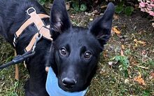 ADELE, Hund, Hütehund-Mix in Barsinghausen