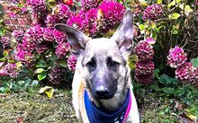 PEPPINO, Hund, Hütehund-Mix in Barsinghausen