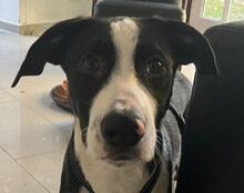 ROCKY, Hund, Mischlingshund in Köln