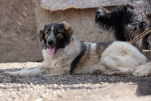 AMATA, Hund, Mischlingshund in Rumänien