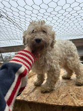 ROSALBA, Hund, Bichon à poil frisé in Rumänien