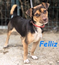 FELLIZ, Hund, Mischlingshund in Spanien