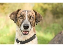 BIRGA, Hund, Mischlingshund in Mönchengladbach