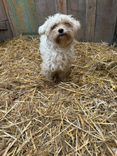 ELIO, Hund, Bichon à poil frisé in Rumänien