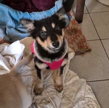 ULA, Hund, Mischlingshund in Rumänien