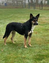 ALMA, Hund, Mischlingshund in Buxtehude