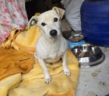 SMILLA, Hund, Mischlingshund in Weinböhla