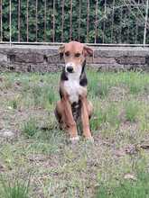 ETTORE, Hund, Deutscher Schäferhund-Mix in Berlin