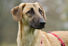 CANDY, Hund, Labrador Retriever in Hamburg