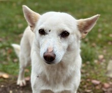 PERLA, Hund, Mischlingshund in Rumänien