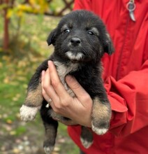 NOX, Hund, Mischlingshund in Rumänien