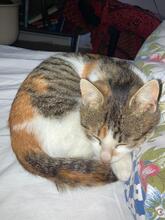 NATTO, Katze, Europäisch Kurzhaar in Köln