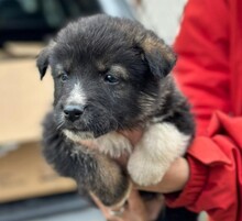 NEMO, Hund, Mischlingshund in Rumänien