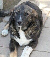 NEMO, Hund, Mischlingshund in Oppenheim