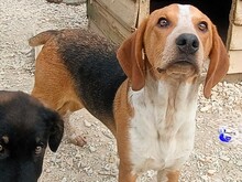 CARLOS2, Hund, Mischlingshund in Griechenland
