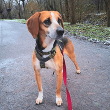 PAMELA, Hund, Segugio Italiano in Duisburg