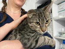 MORITZ, Katze, Europäisch Kurzhaar in Meiningen