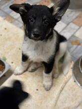 ALLADIAH, Hund, Mischlingshund in Rumänien