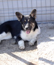 ASHALIA, Hund, Mischlingshund in Rumänien