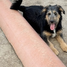 ARA, Hund, Mischlingshund in Rumänien
