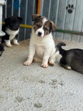 ANTARA, Hund, Mischlingshund in Rumänien