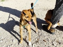 CHARO, Hund, Mischlingshund in Spanien