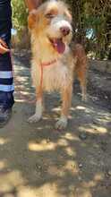 MATTEO, Hund, Podenco-Mix in Berlin
