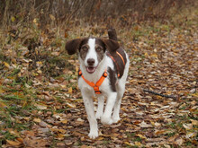 ANTONINA, Hund, Mischlingshund in Rötz