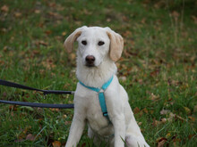 BACHISIO, Hund, Mischlingshund in Rötz