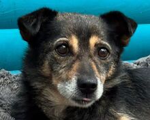 RENI, Hund, Mischlingshund in Rösrath