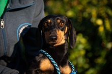 GUSTAVO, Hund, Kurzhaardackel in Ungarn