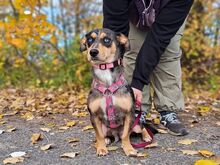 KATIE, Hund, Mischlingshund in München