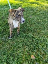 TOVO, Hund, Stafford-Mischling in Slowakische Republik