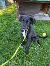 ARVO, Hund, Border Collie-Mix in Slowakische Republik
