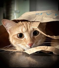 NIKE, Katze, Hauskatze in Panketal