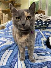 PUSYA, Katze, Europäisch Kurzhaar in Ukraine